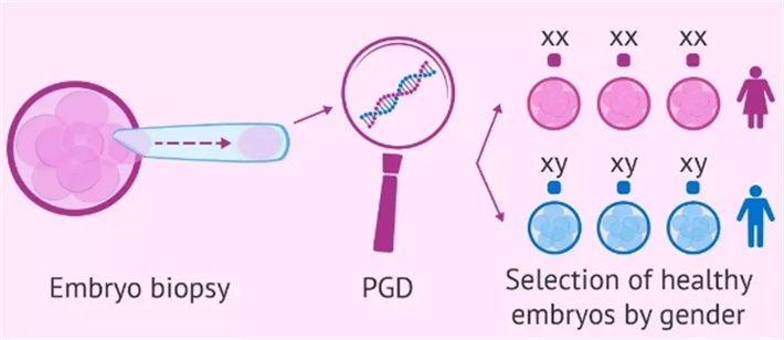 胚胎性别.jpg