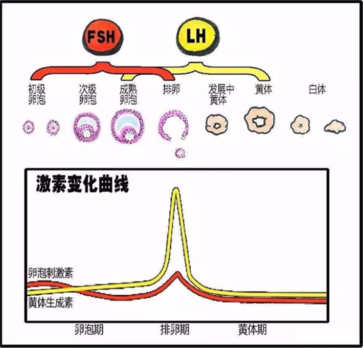 黄体生成素与激素.png