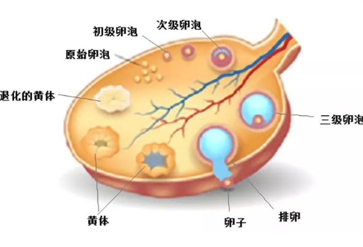 卵泡发育