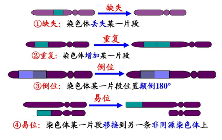 染色体异常表现