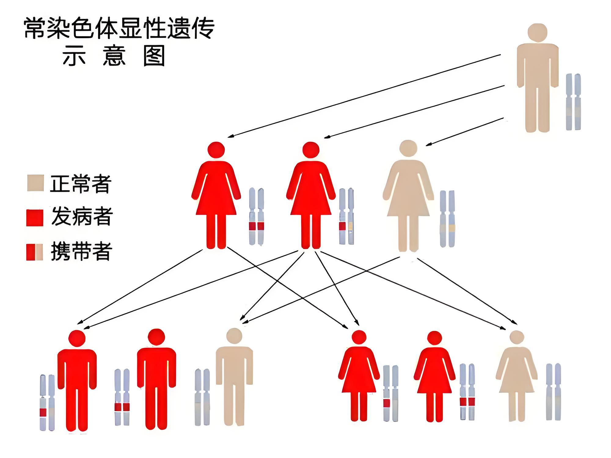 遗传图解