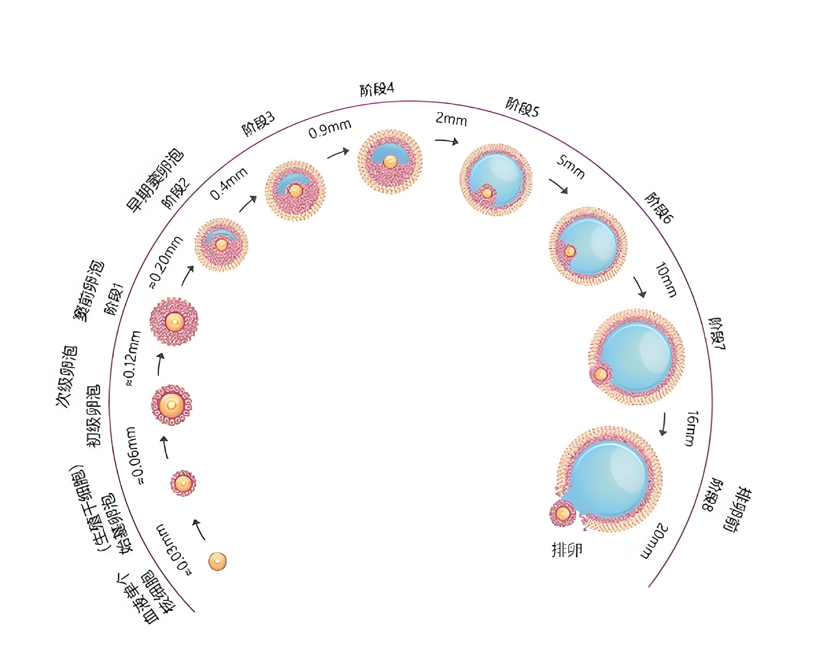 卵泡发育过程