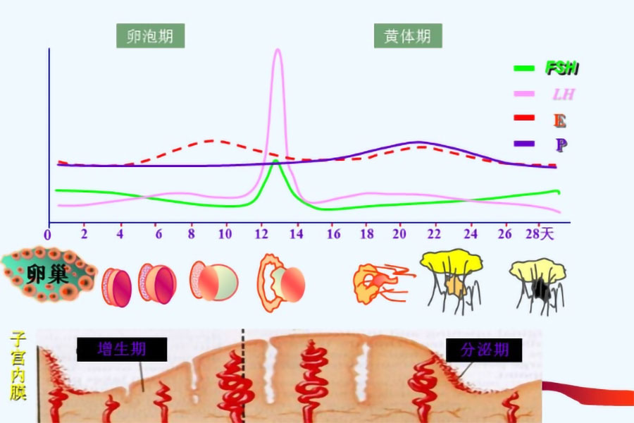 激素检查