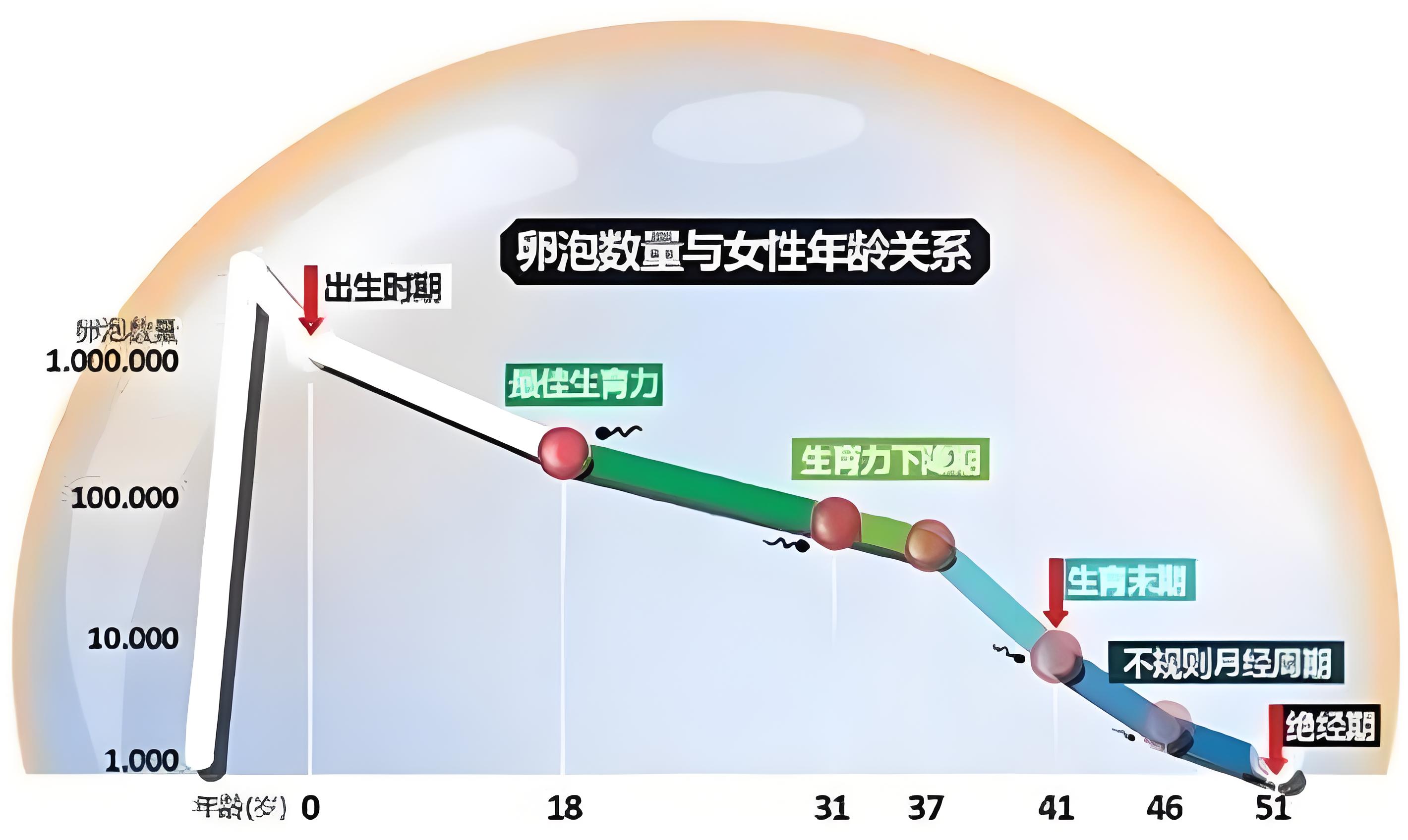 卵泡与年龄