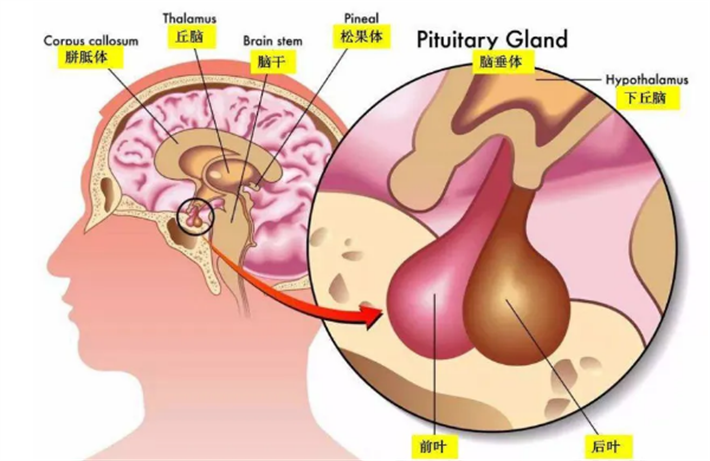 促性腺激素分泌