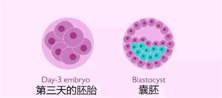 胚胎与囊胚对比