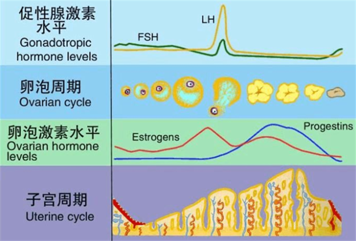 雌激素、孕激素